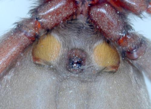 Scotophaeus sp.